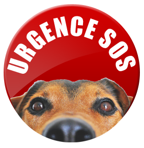 Urgence vétérinaire