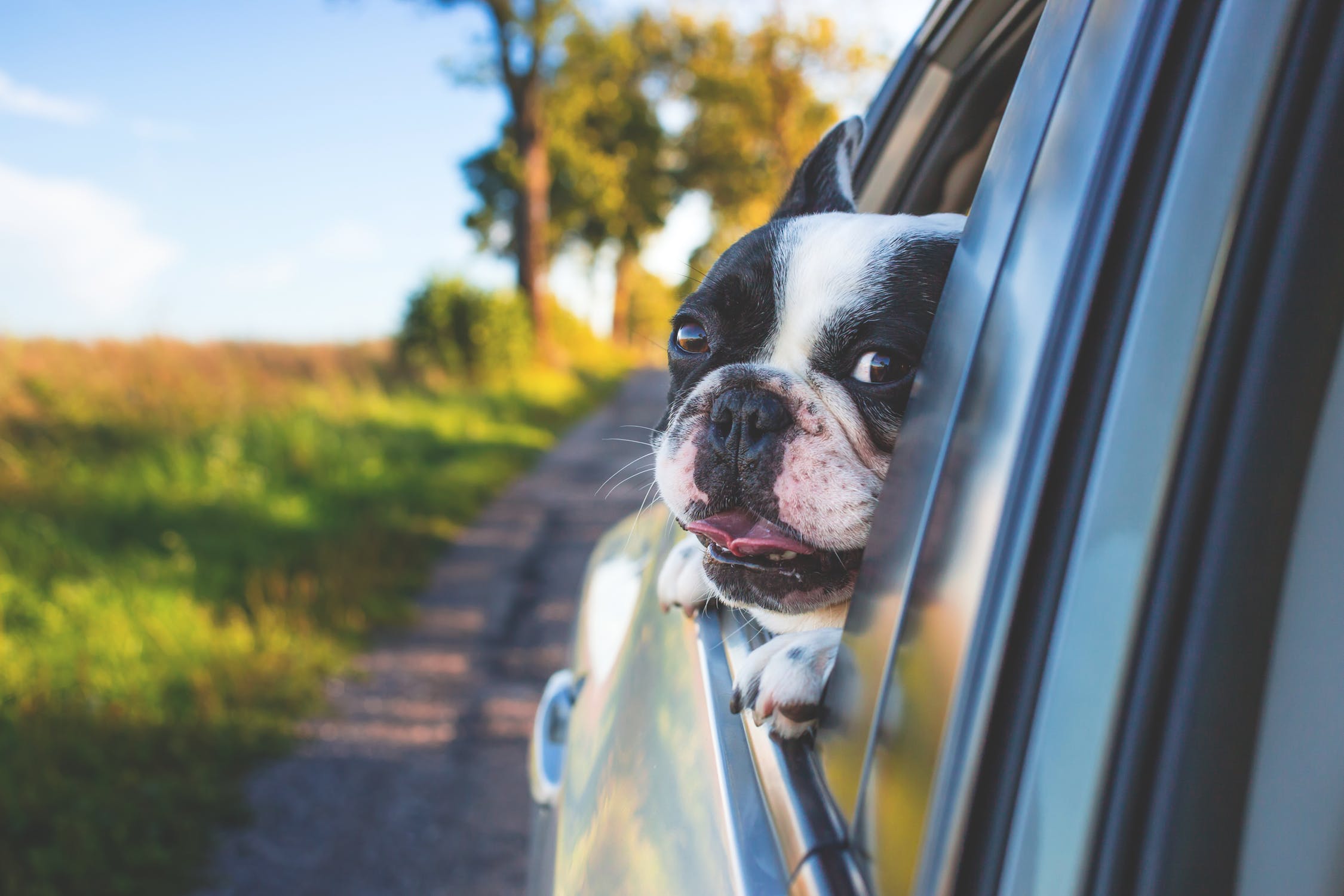 image chein dans une voiture