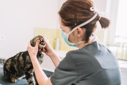 dentisterie vétérinaire