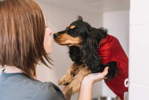 hospitalisation chien chat